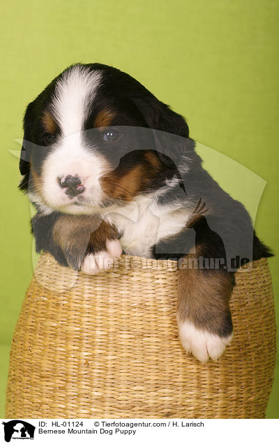 Berner Sennenhund Welpe / Bernese Mountain Dog Puppy / HL-01124
