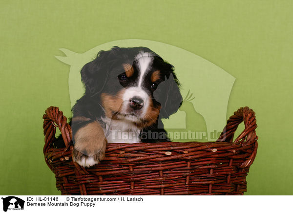 Bernese Mountain Dog Puppy / HL-01146