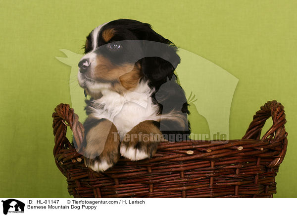 Bernese Mountain Dog Puppy / HL-01147