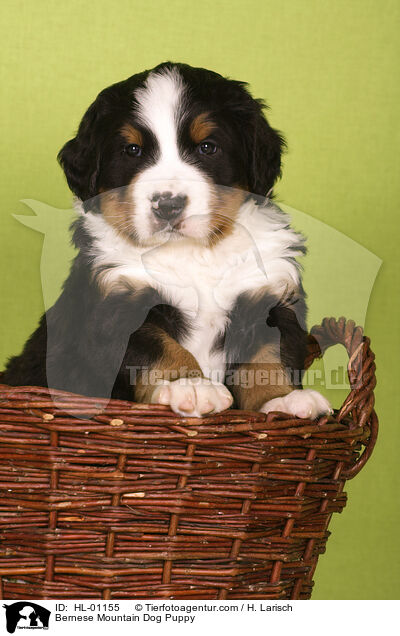 Bernese Mountain Dog Puppy / HL-01155