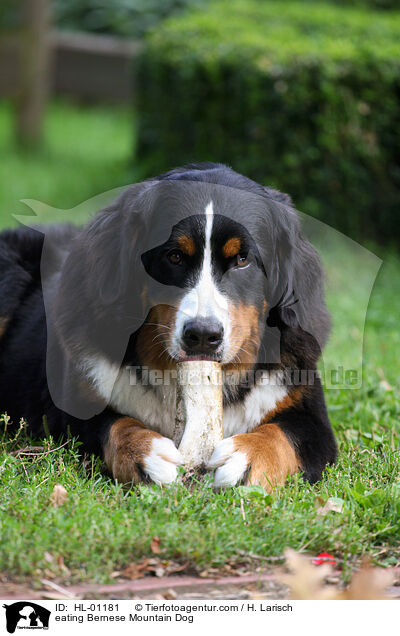 eating Bernese Mountain Dog / HL-01181