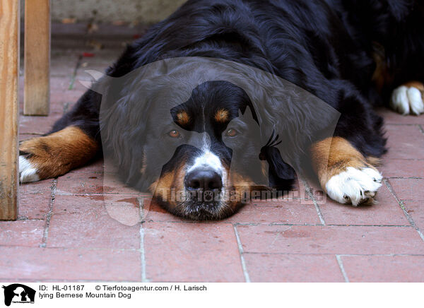 lying Bernese Mountain Dog / HL-01187
