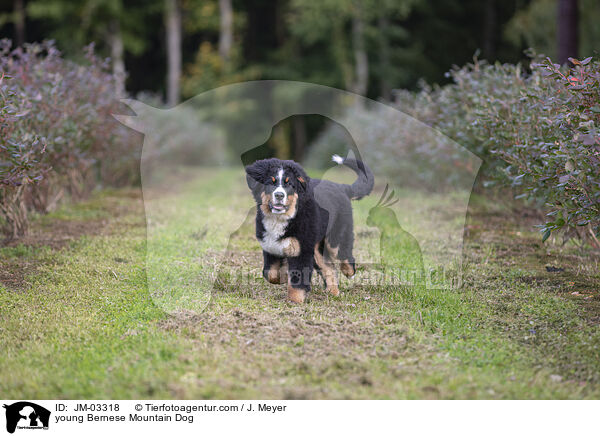 young Bernese Mountain Dog / JM-03318