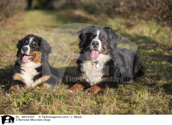 2 Bernese Mountain Dogs / JM-03340