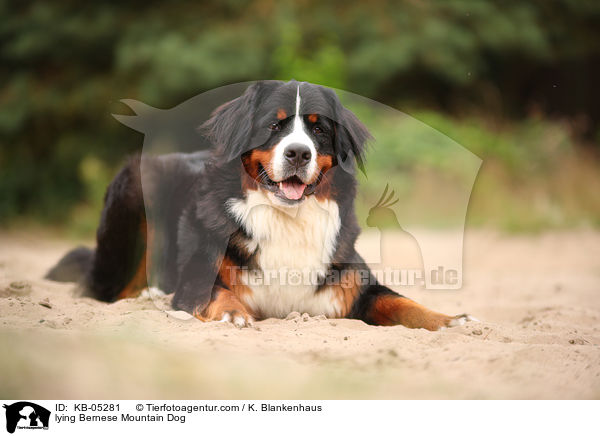 lying Bernese Mountain Dog / KB-05281