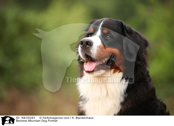 Bernese Mountain Dog Portrait / KB-05283