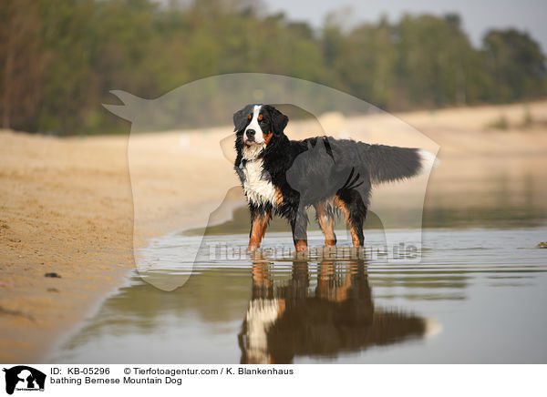 bathing Bernese Mountain Dog / KB-05296