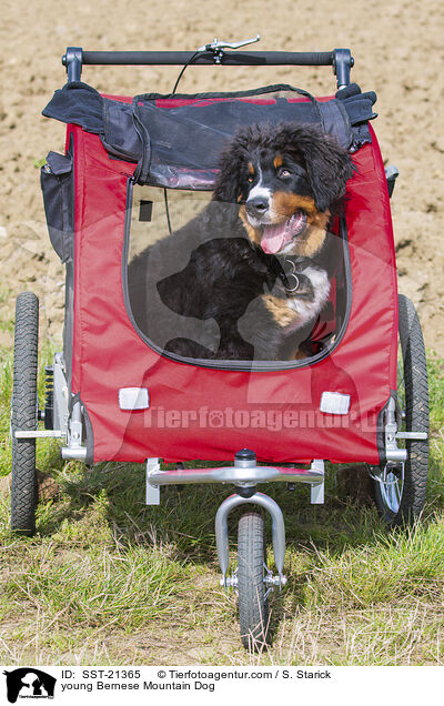 junger Berner Sennenhund / young Bernese Mountain Dog / SST-21365