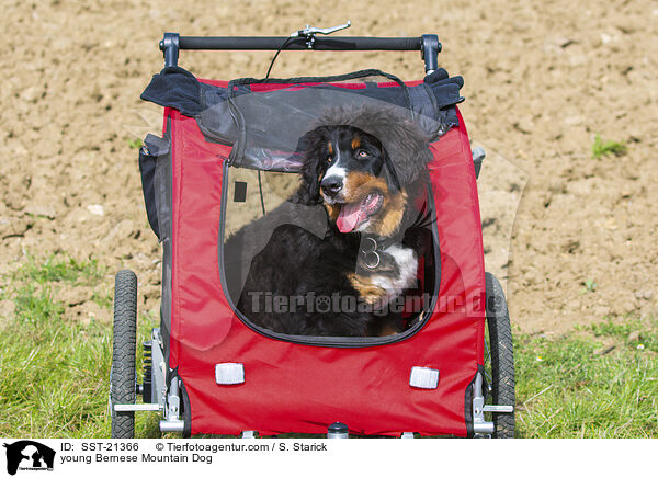 junger Berner Sennenhund / young Bernese Mountain Dog / SST-21366