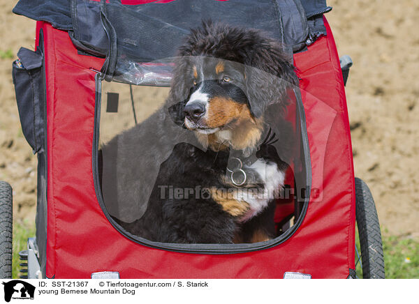 junger Berner Sennenhund / young Bernese Mountain Dog / SST-21367