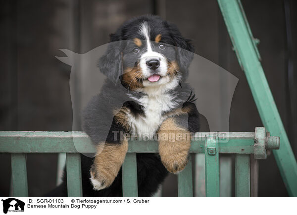 Berner Sennenhund Welpe / Bernese Mountain Dog Puppy / SGR-01103