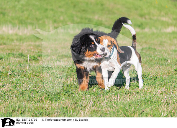 playing dogs / SST-21796