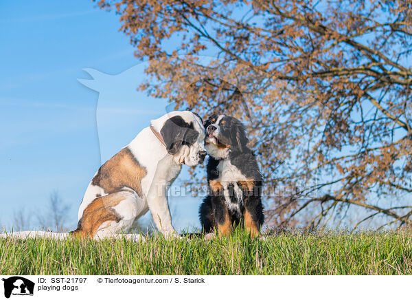 playing dogs / SST-21797