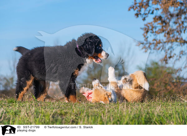 playing dogs / SST-21799
