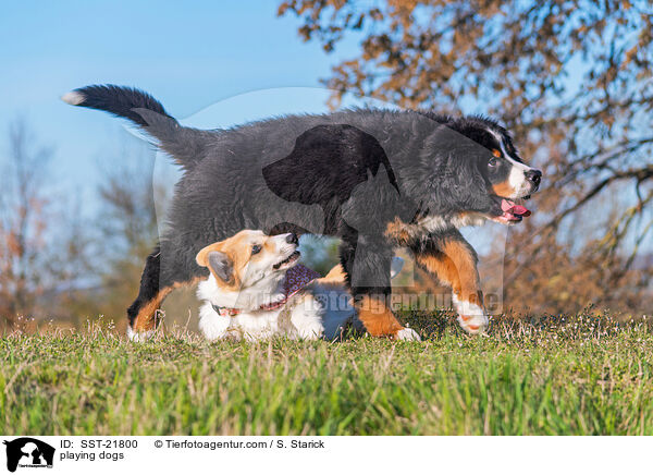 playing dogs / SST-21800