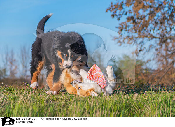 playing dogs / SST-21801