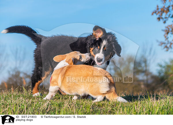 playing dogs / SST-21803