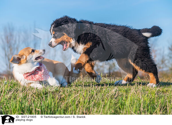 playing dogs / SST-21805
