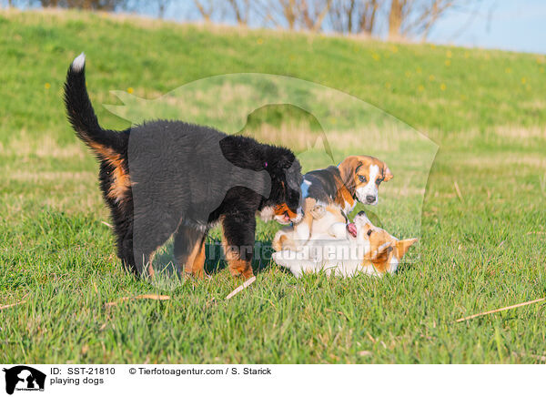 playing dogs / SST-21810