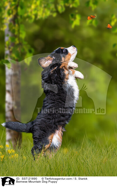 Bernese Mountain Dog Puppy / SST-21890