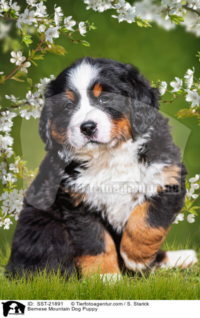 Berner Sennenhund Welpe / Bernese Mountain Dog Puppy / SST-21891
