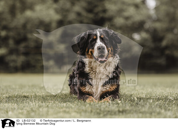 lying Bernese Mountain Dog / LB-02132