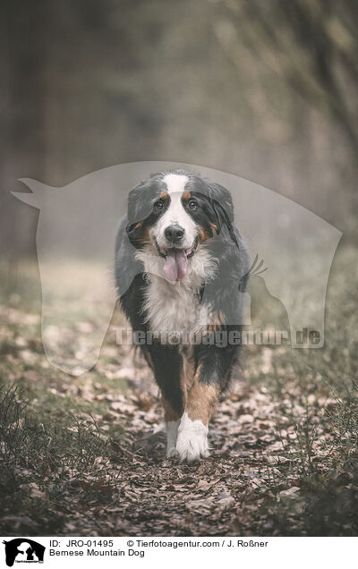 Berner Sennenhund / Bernese Mountain Dog / JRO-01495