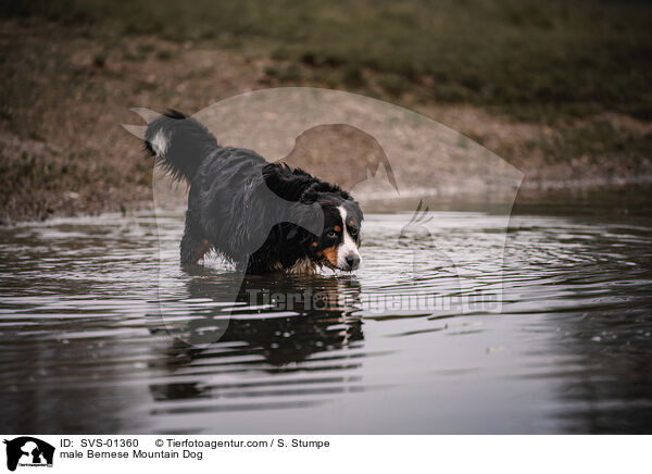 Berner Sennenhund Rde / male Bernese Mountain Dog / SVS-01360