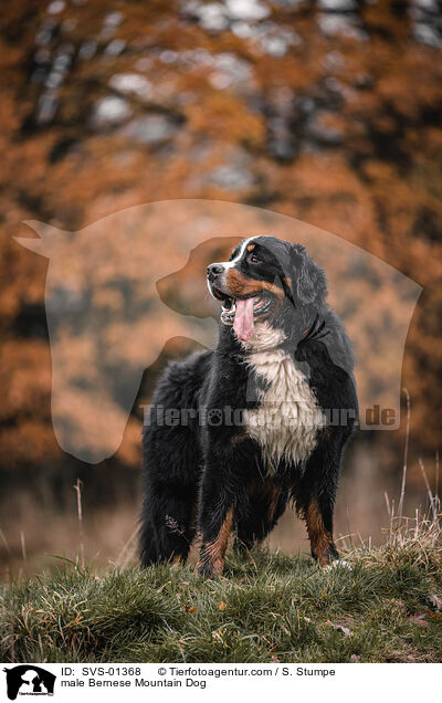 Berner Sennenhund Rde / male Bernese Mountain Dog / SVS-01368