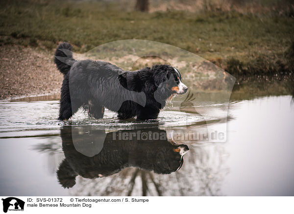 Berner Sennenhund Rde / male Bernese Mountain Dog / SVS-01372