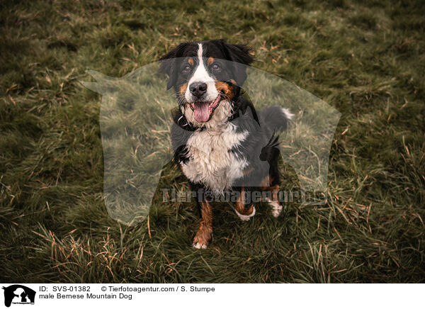 Berner Sennenhund Rde / male Bernese Mountain Dog / SVS-01382