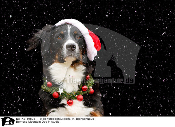 Berner Sennenhund im Studio / Bernese Mountain Dog in studio / KB-10893