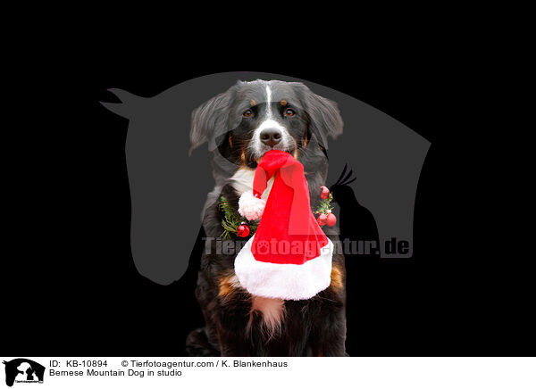 Berner Sennenhund im Studio / Bernese Mountain Dog in studio / KB-10894