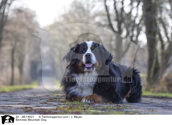 Bernese Mountain Dog / JM-14621