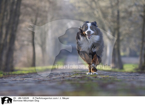 Bernese Mountain Dog / JM-14626