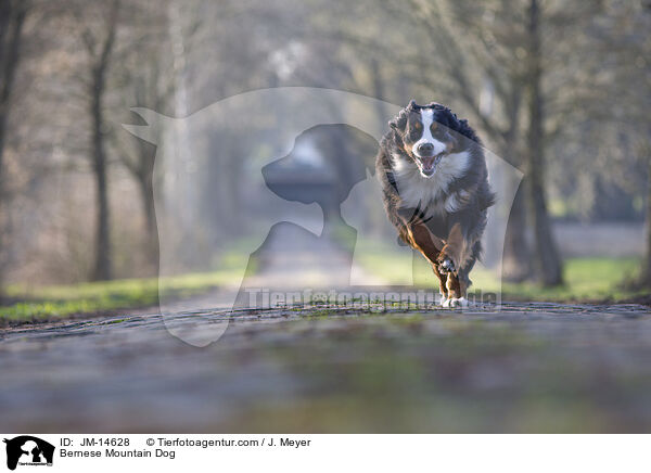 Bernese Mountain Dog / JM-14628