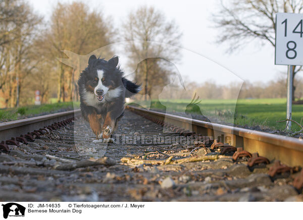 Berner Sennenhund / Bernese Mountain Dog / JM-14635