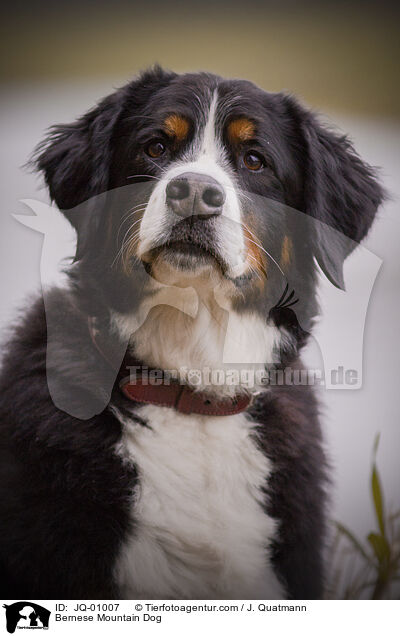 Bernese Mountain Dog / JQ-01007