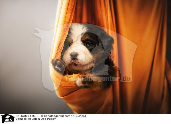 Bernese Mountain Dog Puppy / KAS-01159