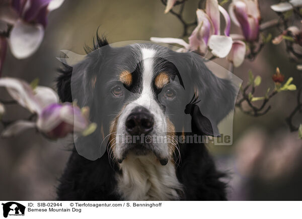 Bernese Mountain Dog / SIB-02944