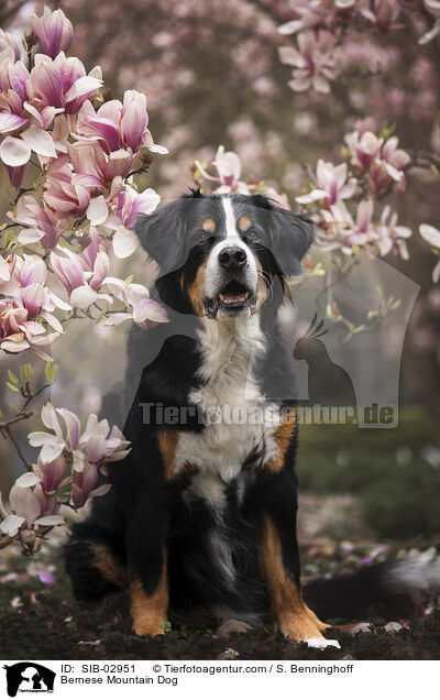 Bernese Mountain Dog / SIB-02951