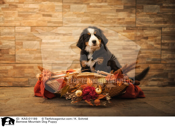 Bernese Mountain Dog Puppy / KAS-01189