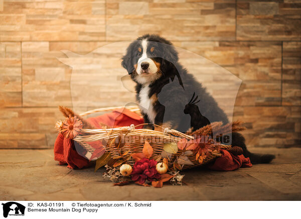 Bernese Mountain Dog Puppy / KAS-01191