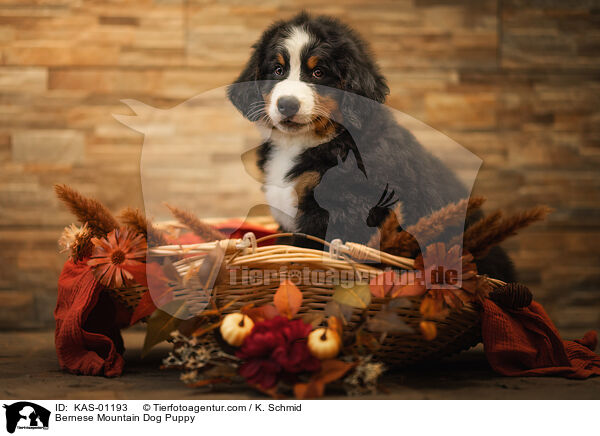 Bernese Mountain Dog Puppy / KAS-01193
