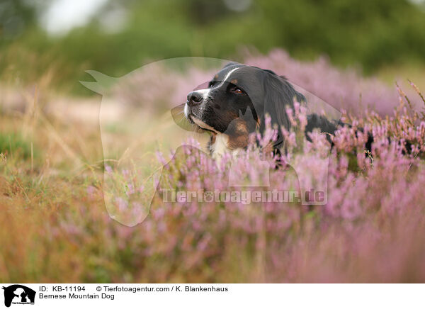 Berner Sennenhund / Bernese Mountain Dog / KB-11194