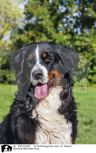 Berner Sennenhund / Bernese Mountain Dog / SST-23393