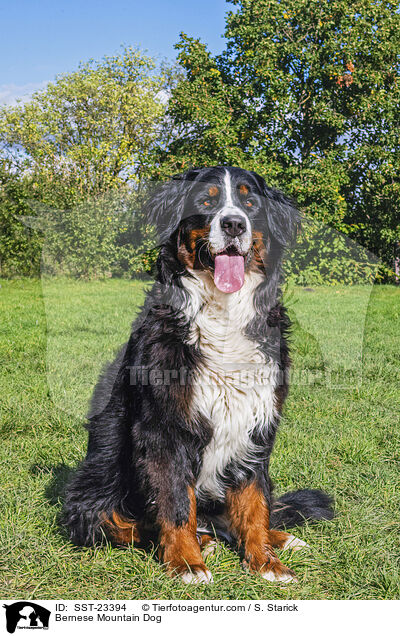 Berner Sennenhund / Bernese Mountain Dog / SST-23394