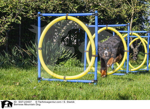 Berner Sennenhund / Bernese Mountain Dog / SST-23407