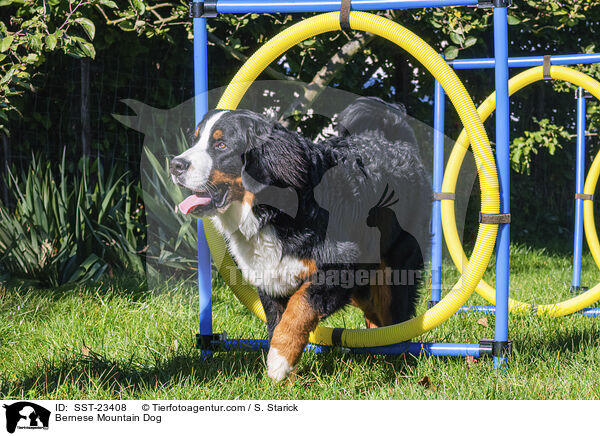 Berner Sennenhund / Bernese Mountain Dog / SST-23408