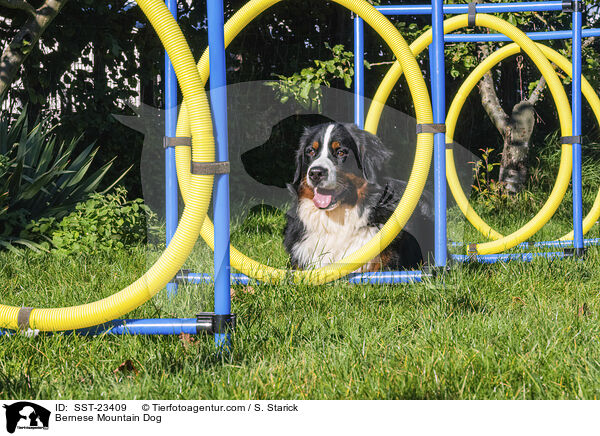 Berner Sennenhund / Bernese Mountain Dog / SST-23409
